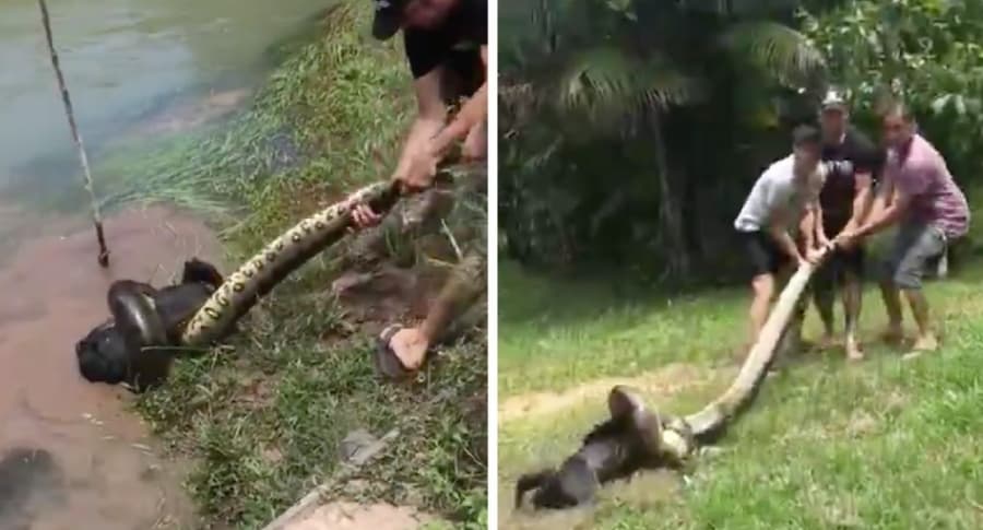 Hombres salvan a un perro de ser devorado por una anaconda